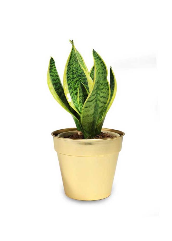 Design World Metal Gold Planter